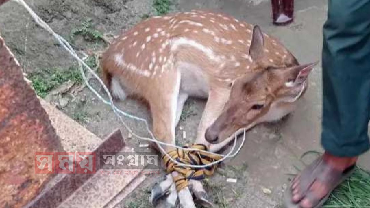 সুন্দরবন থেকে আসা হরিণ গ্রাম থেকে  উদ্ধার।